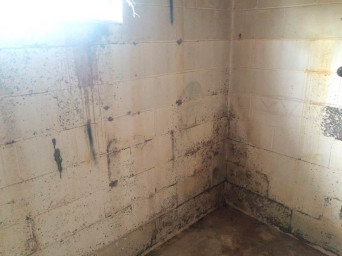 Mold Remediation