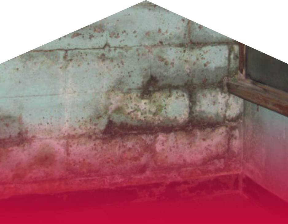 Mold Remediation | Basement Waterproofing | Area Waterproofing