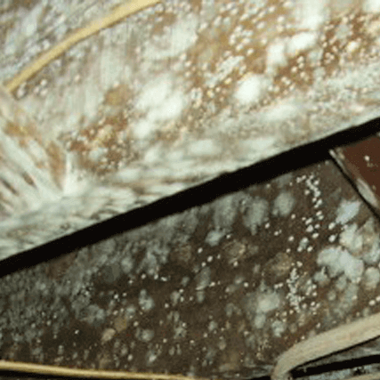 white mold covering basement ceiling | mold cleanup | area waterproofing